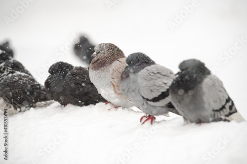 City pigeons sitting under the snow at cloudy winter day, nature and wild life