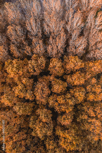 Aerial view of trees with autumn colours near Flaca city, Catalonia, Spain. photo