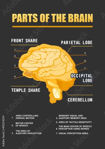 parts of the brain educational scheme