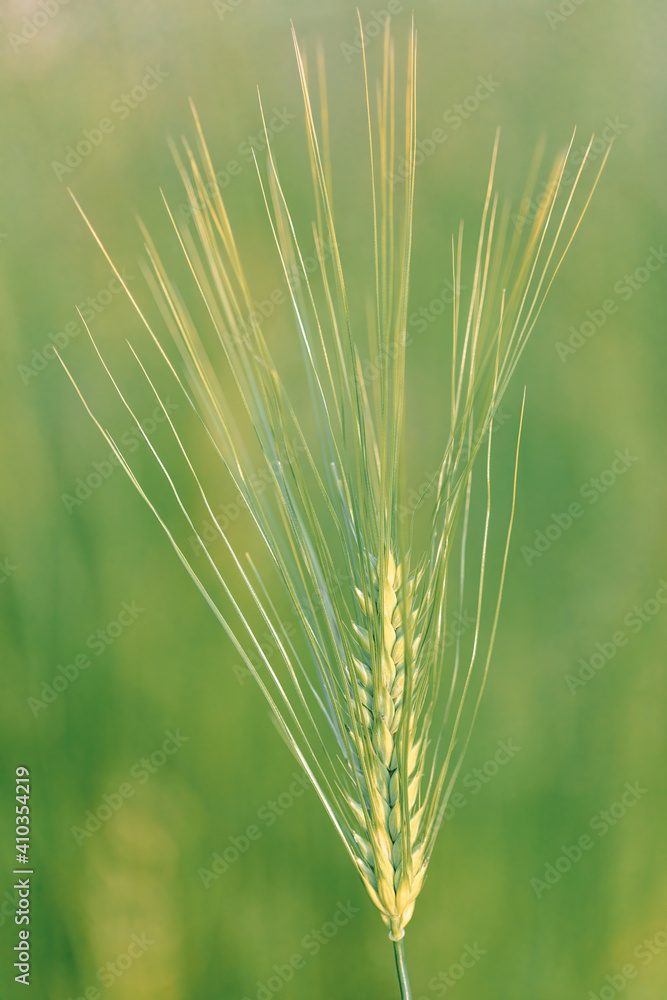 Ear of barley lit by sunlight. Green spikelet of wheat, barley, closeup. Spike of rye. Agriculture concept Ear of barley lit by sunlight. Green spikelet of wheat, barley, closeup. Spike of rye. Agriculture concept