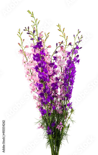 bunch of annual delphinium isolated