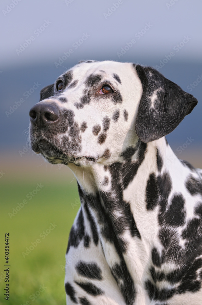 dalmatian dog