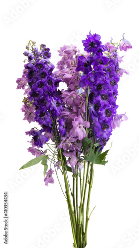 delphinium flower isolated