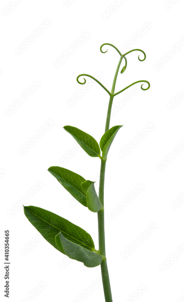 Fototapeta premium growing green peas isolated