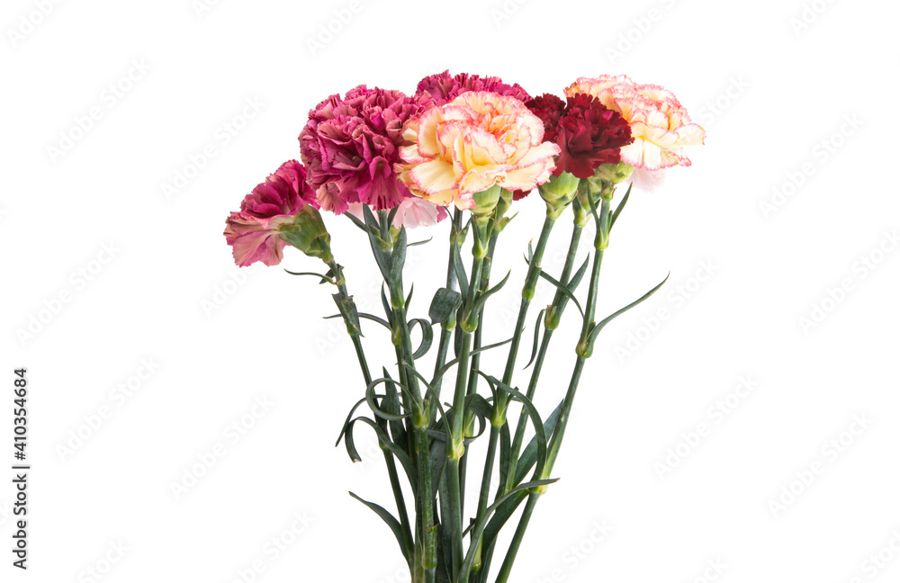 bouquet of carnations isolated bouquet of carnations isolated