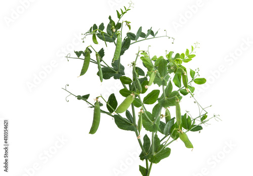 Wallpaper Mural growing green peas isolated Torontodigital.ca