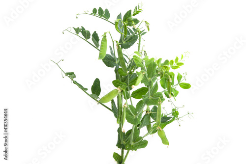 growing green peas isolated