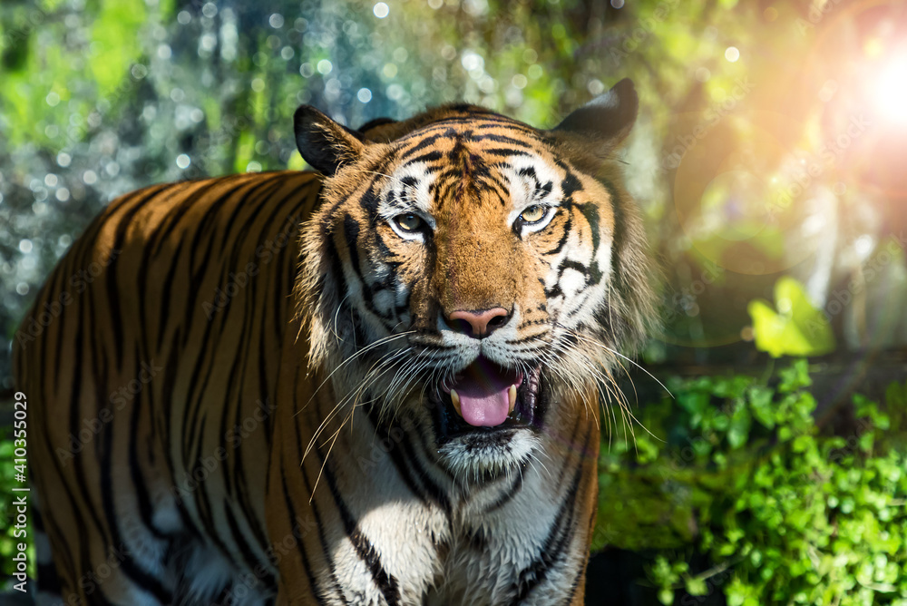 Close up of a tiger face.
