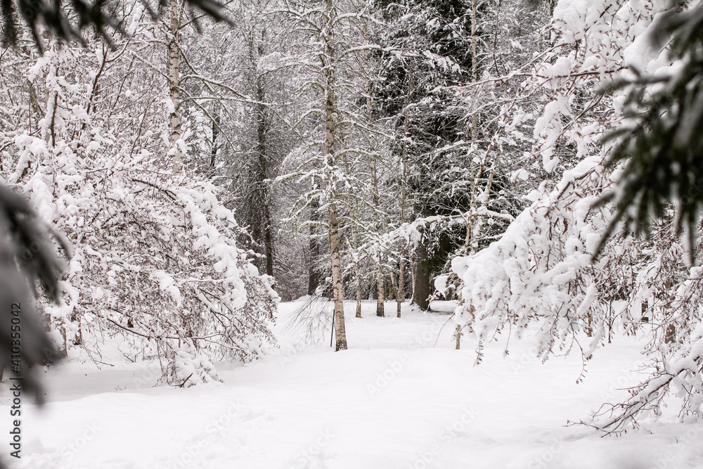 Naklejka premium Spruce branches with snow. Winter forest, pine.