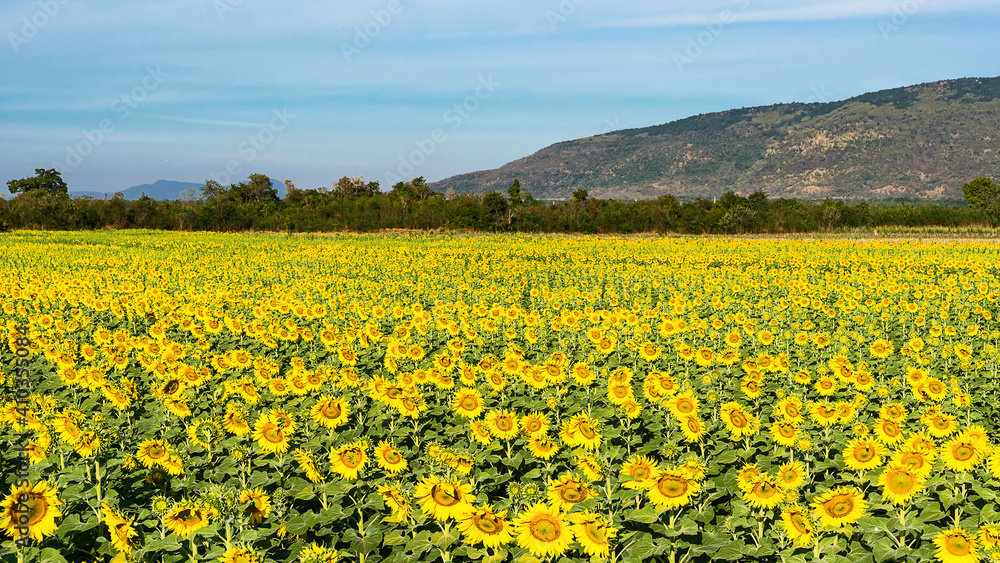 Obraz premium Big bright yellow sunflowers. The abundance of natural products