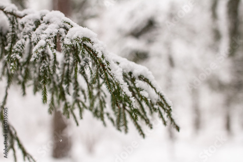 Spruce branches with snow. Winter forest, pine.