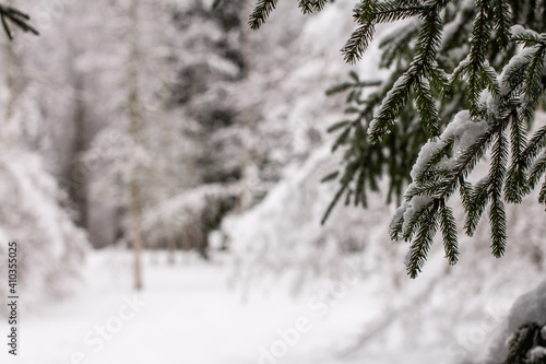 Spruce branches with snow. Winter forest, pine.