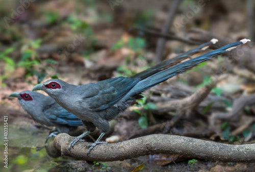Photography Green-billed Malkoha on branch in nature.