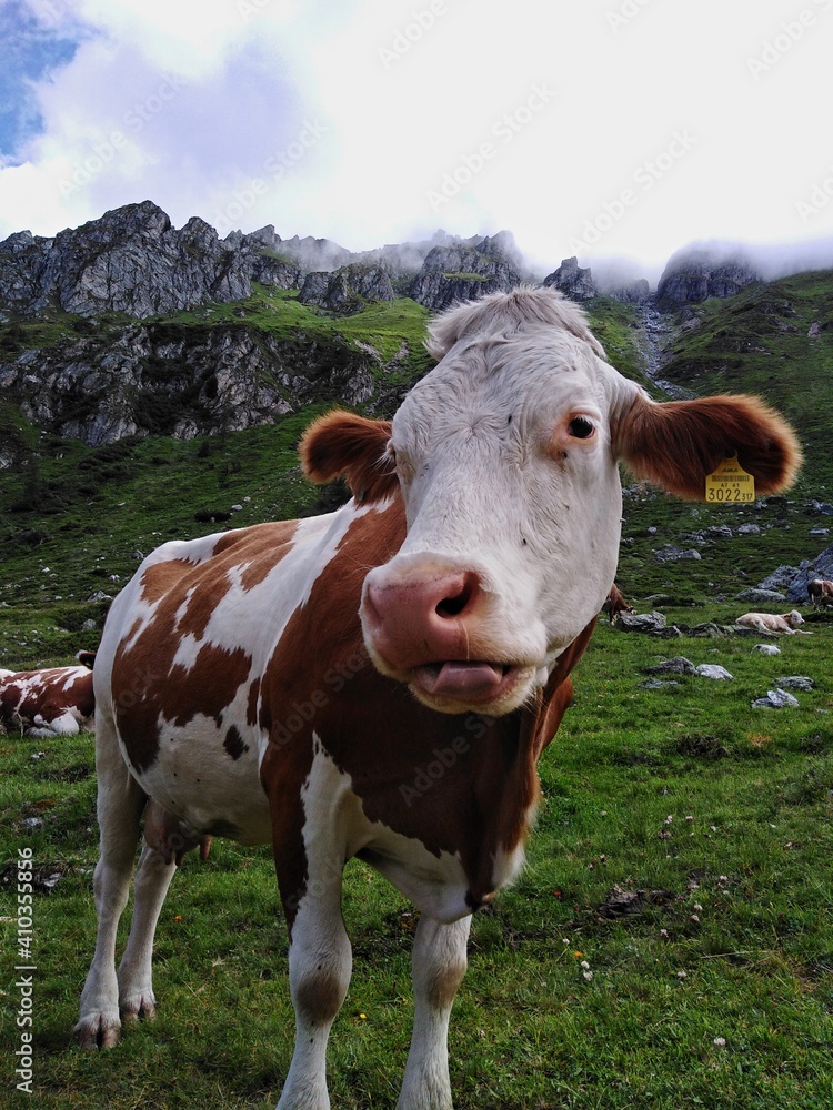 Cow and mountains in the background. Austrian Alps in the morning fog. Cow and mountains in the background. Austrian Alps in the morning fog.