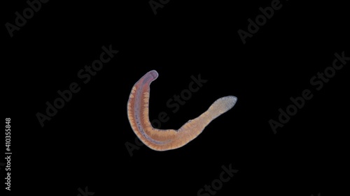 Worm Nemertea Prostoma sp. under the microscope, of the Tetrastemmatidae family. Freshwater species, predator. Sample found in the Volga River photo