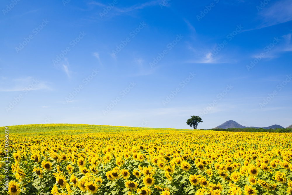 Sunflower field with clear sky background.