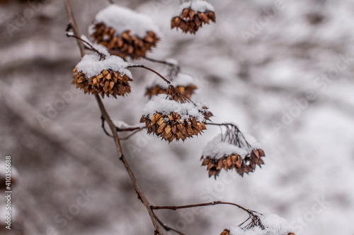 Close photo of sear plant with a cap of snow. Snow on bush branches in a park.