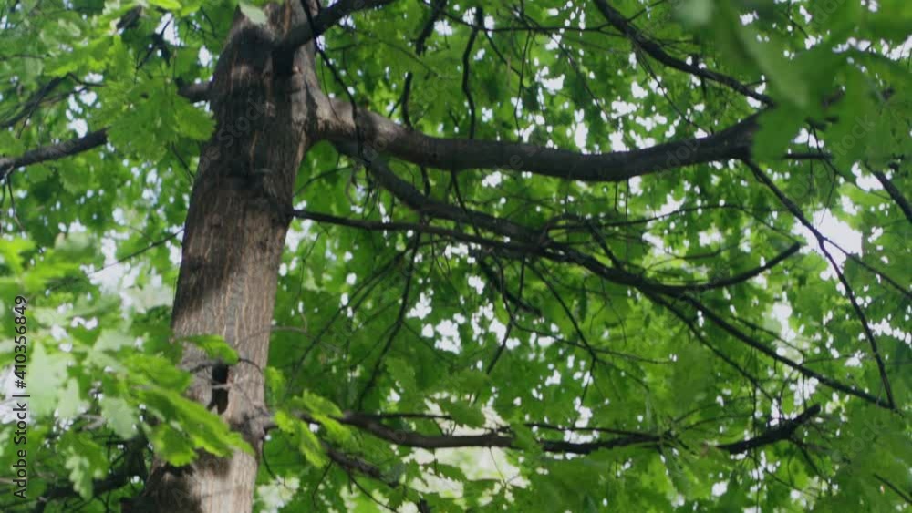 Green foliage, beautiful young oak tree. Green foliage, beautiful young oak tree.