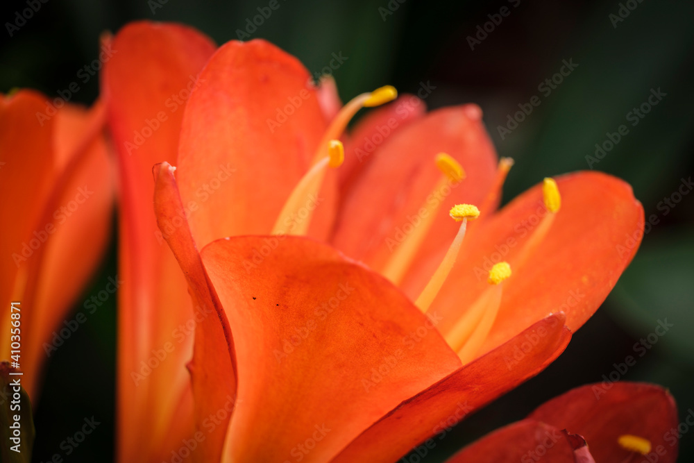 Clivia miniata, Mallorca, Balearic Islands, Spain Clivia miniata, Mallorca, Balearic Islands, Spain