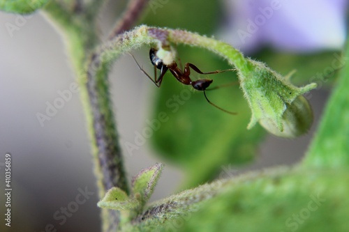 a black ant on a green leaf