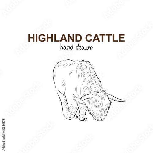 Sketch of highland cattle. Handmade drawn.