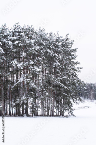 Photo of the winter forest.