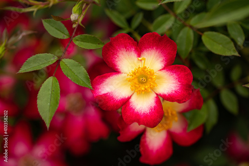 Prairie Rose (Rosa Arkansana)