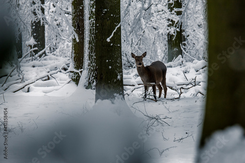 Wallpaper Mural Harzs Mountains Torontodigital.ca