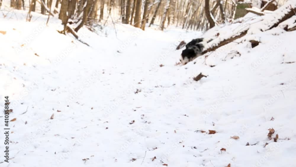 Two australian shepherds merle dog in winter forest playing, running together Two australian shepherds merle dog in winter forest playing, running together