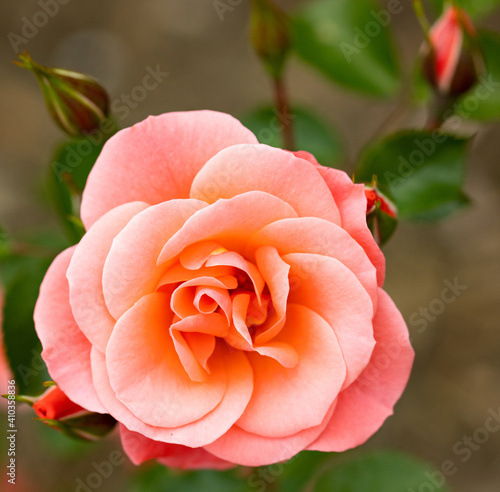Pink Rose