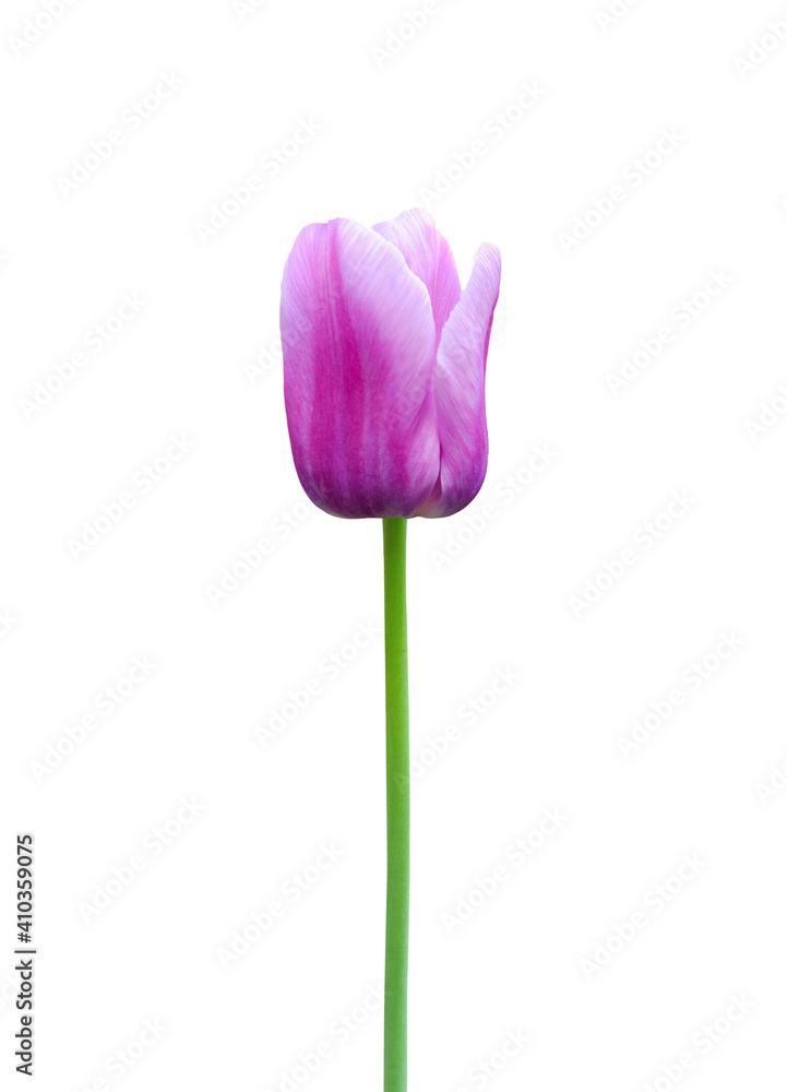 Tulip flower isolated on white background. Useful for beautiful floral design on holiday like 8 March (International Women day), Mother's day gift card, Easter or Wedding Tulip flower isolated on white background. Useful for beautiful floral design on holiday like 8 March (International Women day), Mother's day gift card, Easter or Wedding