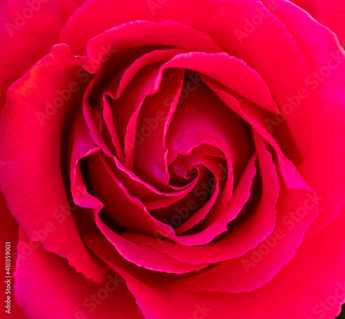 Red Rose