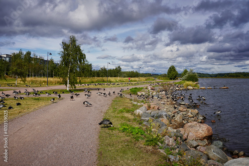 A flock of geese in a public park on the Baltic sea in Finland