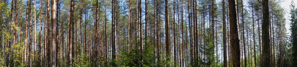 Panoramic view of an European Red Pine forest in Finland, focused on the height of the trunks Panoramic view of an European Red Pine forest in Finland, focused on the height of the trunks