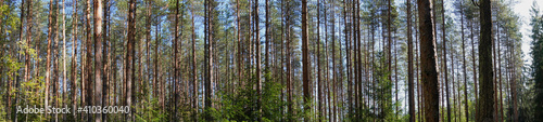 Panoramic view of an European Red Pine forest in Finland, focused on the height of the trunks © Nico