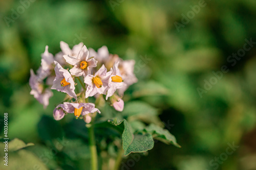 Potato flowers blossom in sunlight grow in plant. White blooming potato flower on farm field. Close up organic vegetable flowers blossom growth in garden.
