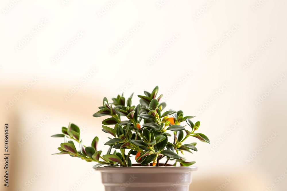 Fototapeta premium Beautiful potted Goldfish plant on blurred background, closeup