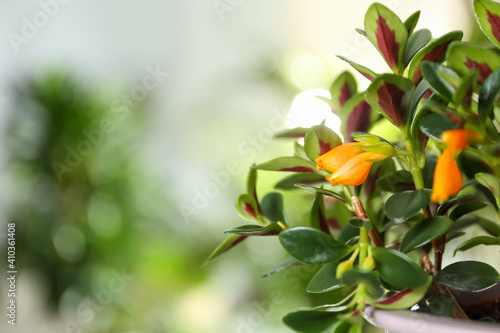 Beautiful potted Goldfish plant on blurred background, closeup. Space for text