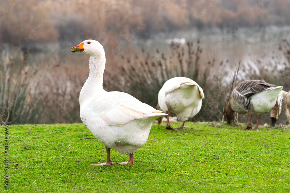 Geese graze on a green meadow Geese graze on a green meadow