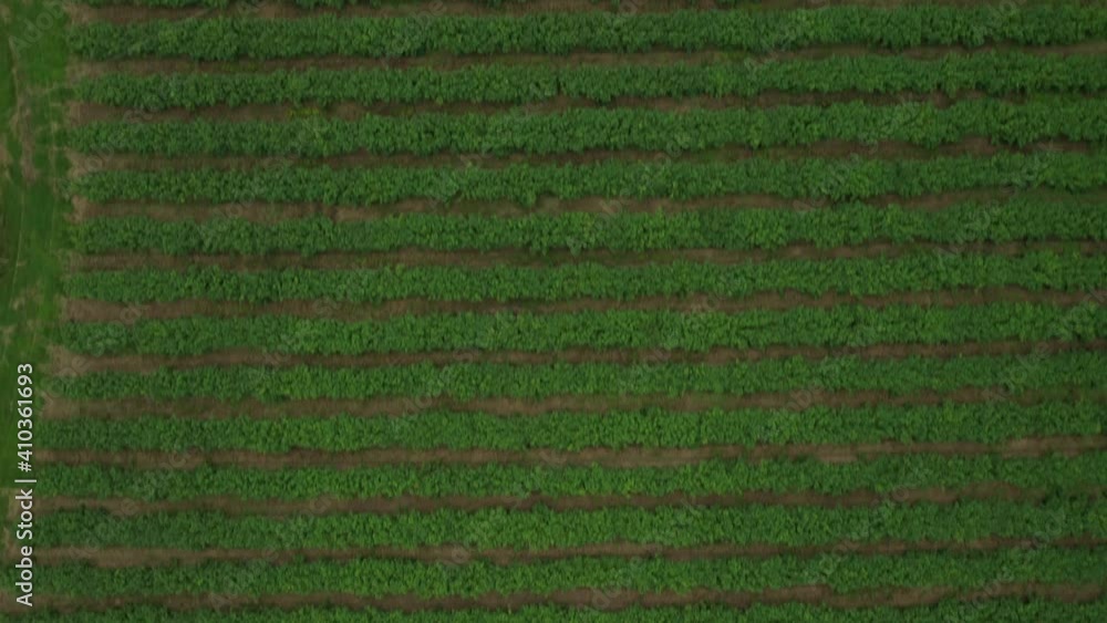 Aerial view of blueberry farm plantation, drone shots, 4k, birds eye view forward motion. Aerial view of blueberry farm plantation, drone shots, 4k, birds eye view forward motion.