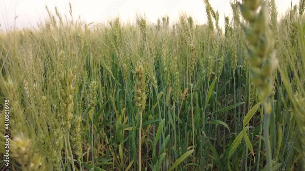 Low Dolly shot of a wheat field showing stalks that are still green Low Dolly shot of a wheat field showing stalks that are still green