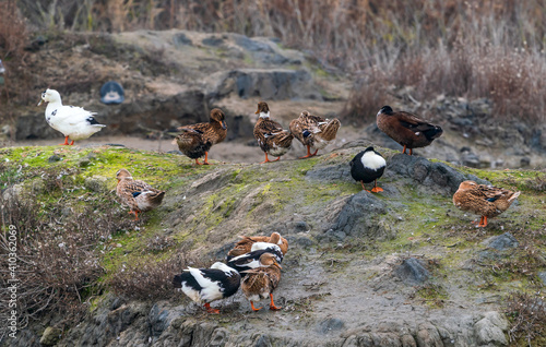 Colorful ducks on lake shore photo