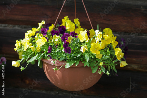 Pansies in a hanging pot. Yellow and purple spring flowers.