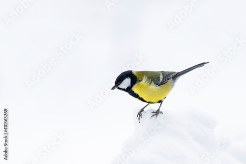 he great tit, Parus major standing in the snow on gloomy winter day