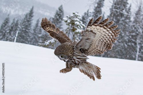 Large northern owl species, Great Grey Owl, Strix nebulosa landing into the snow to catch its prey. Kuusamo, Northern Finland, Europe
