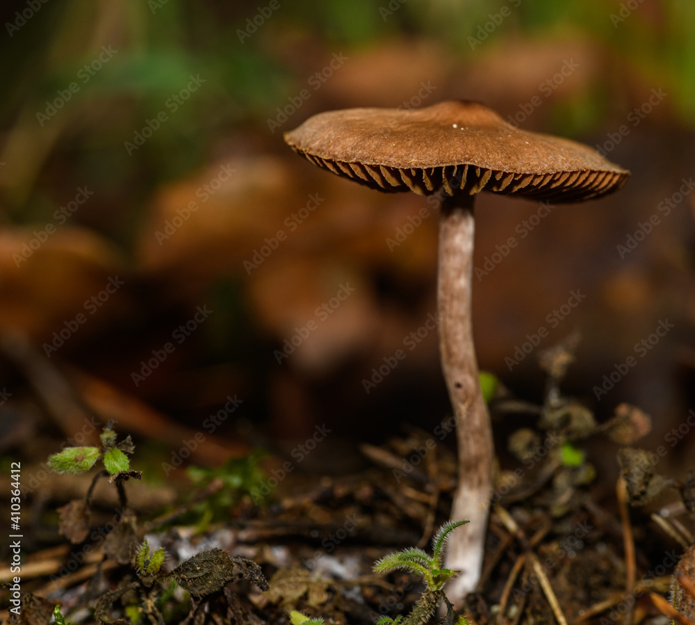 small brown mushroom in forest undergrowth small brown mushroom in forest undergrowth