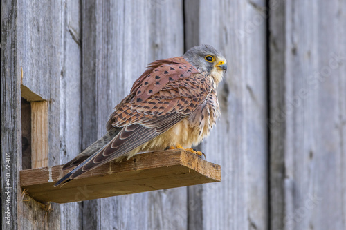 Turmfalke (Falco tinnunculus) Männchen