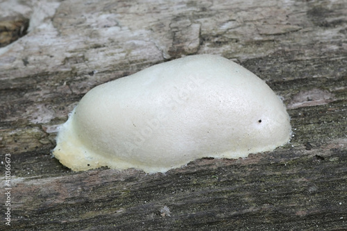 Reticularia lycoperdon (Enteridium lycoperdon), the false puffball slime mold photo