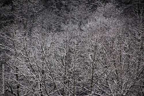 Snow covered trees for winter landscape background