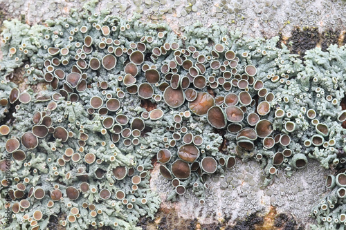 Physcia aipolia, known as Hoary Rosette Lichen, a lichenized fungus from Finland photo